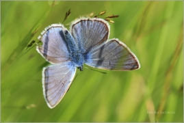 <p>MODRÁSEK UŠLECHTILÝ (Polyommatus amandus) ----- /Amanda's blue - Vogelwicken-Bläuling/</p>